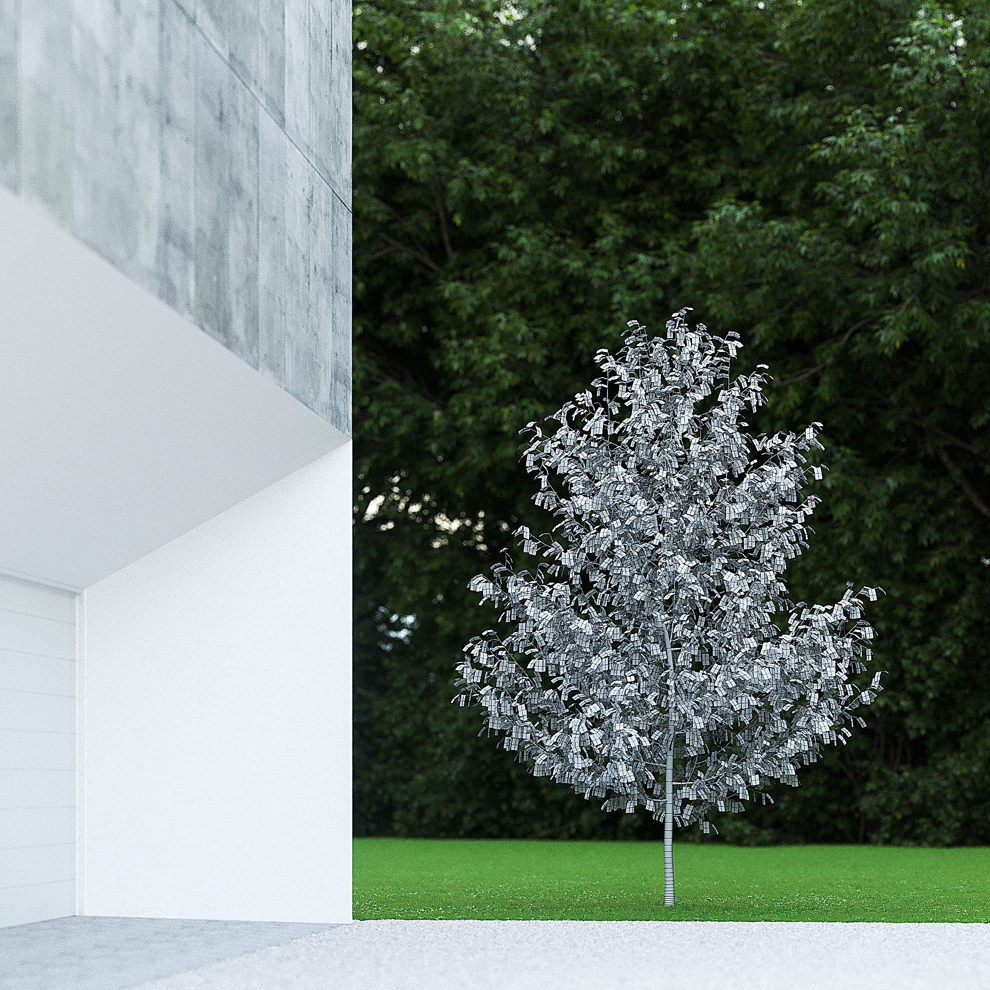 Betula Pendula 001-009 COLLECTION 3D model_6