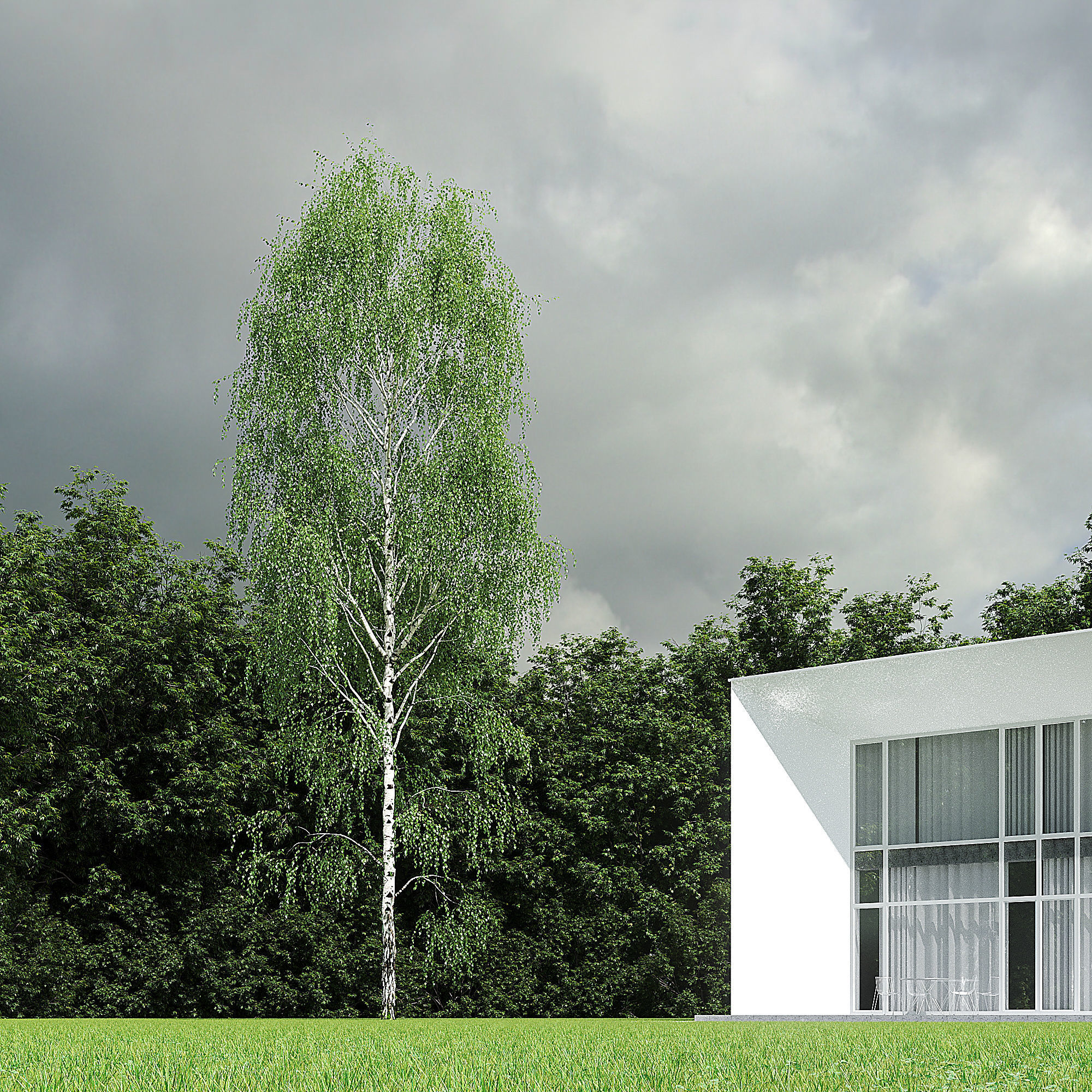 Betula Pendula 001-009 COLLECTION 3D model_25