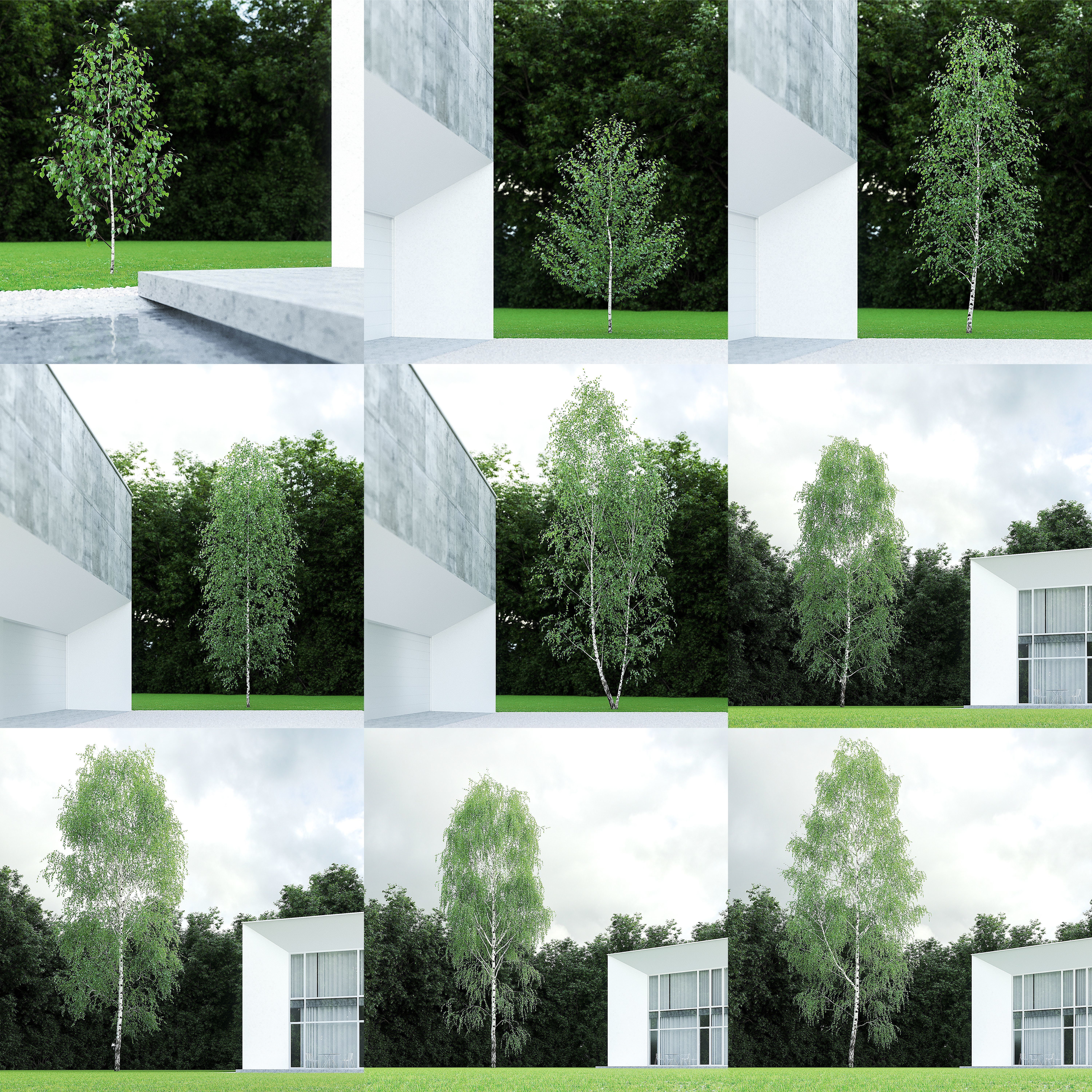 Betula Pendula 001-009 COLLECTION 3D model_1