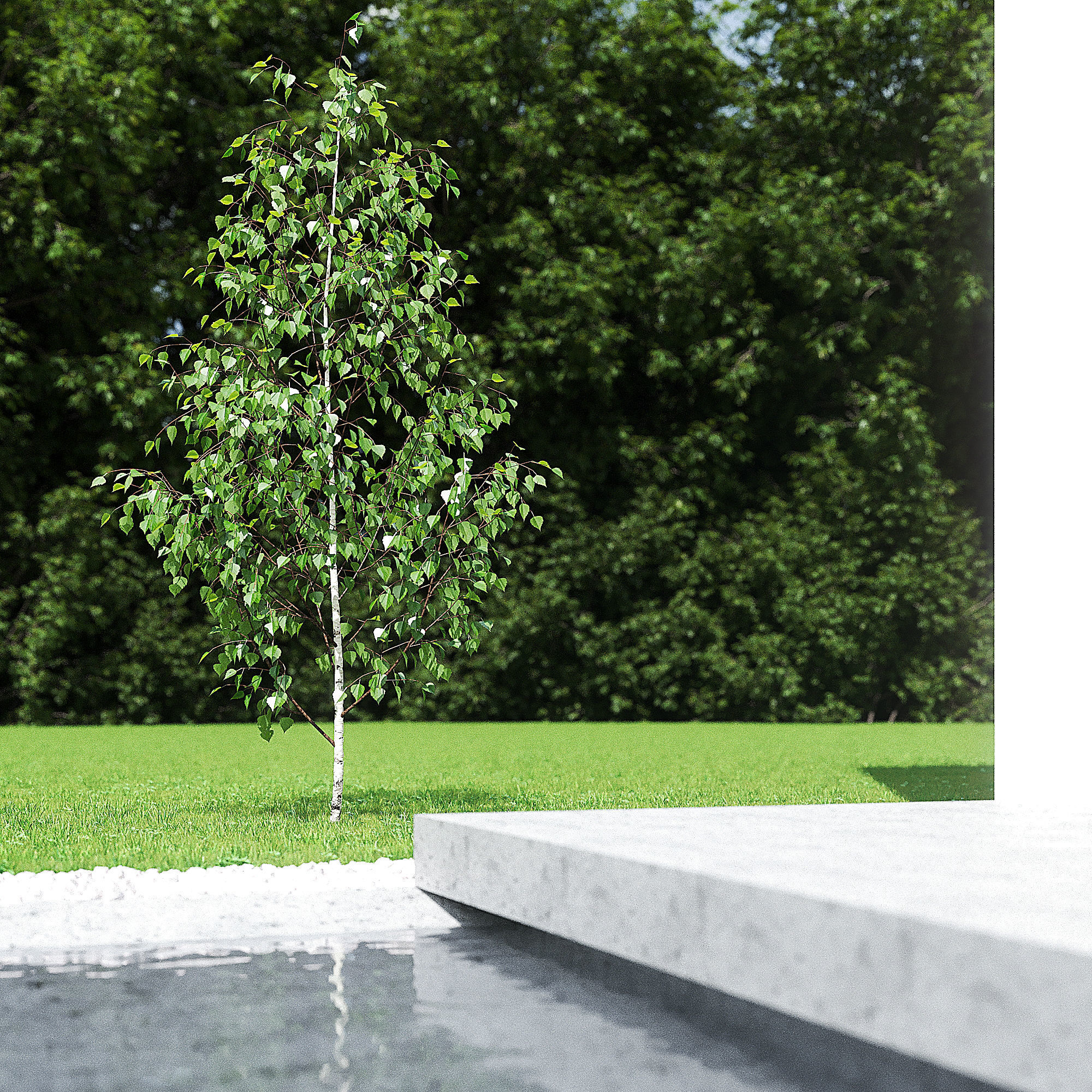 Betula Pendula 001-009 COLLECTION 3D model_4