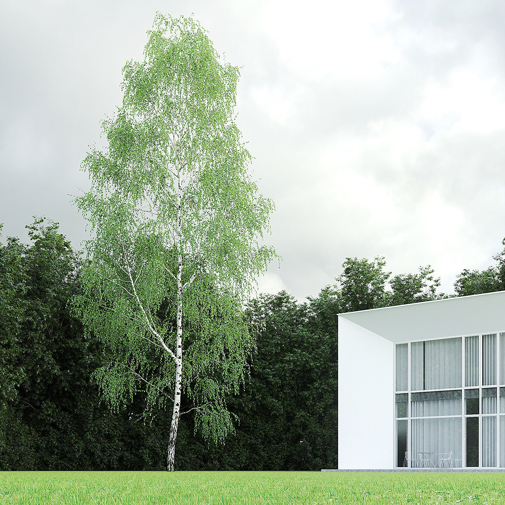 Betula Pendula 001-009 COLLECTION 3D model_26