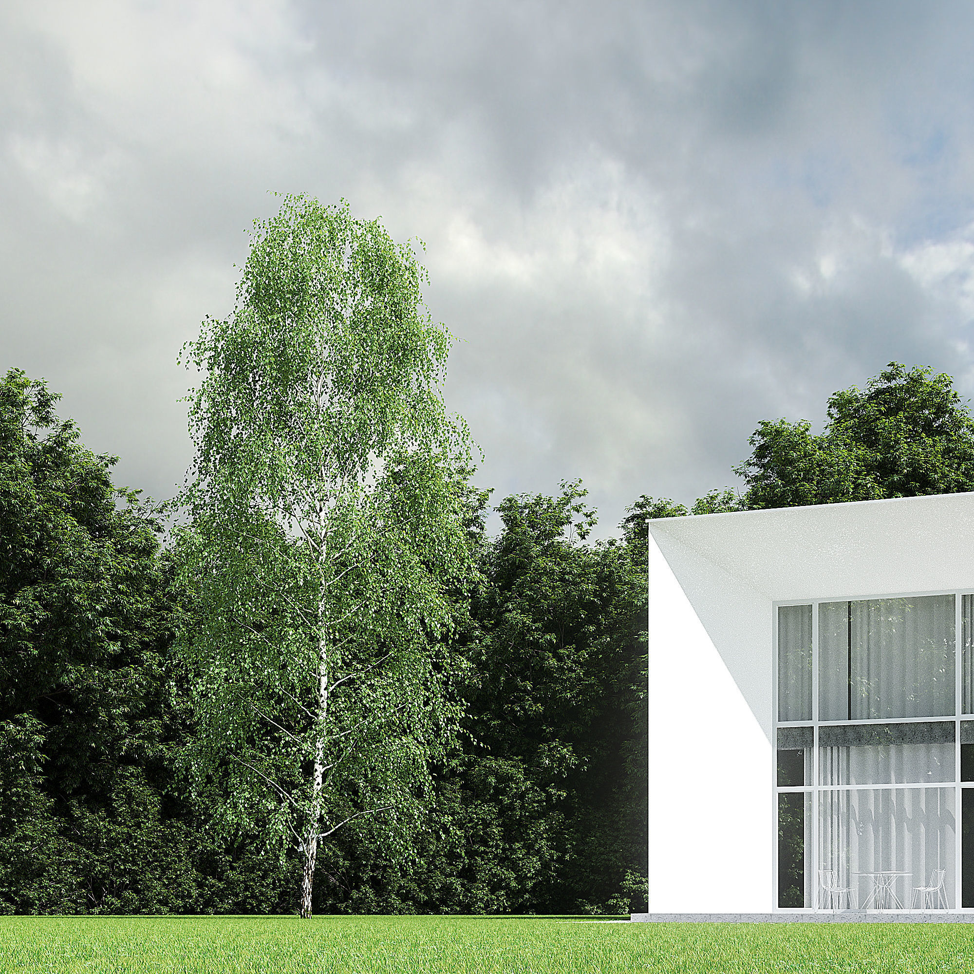 Betula Pendula 001-009 COLLECTION 3D model_19