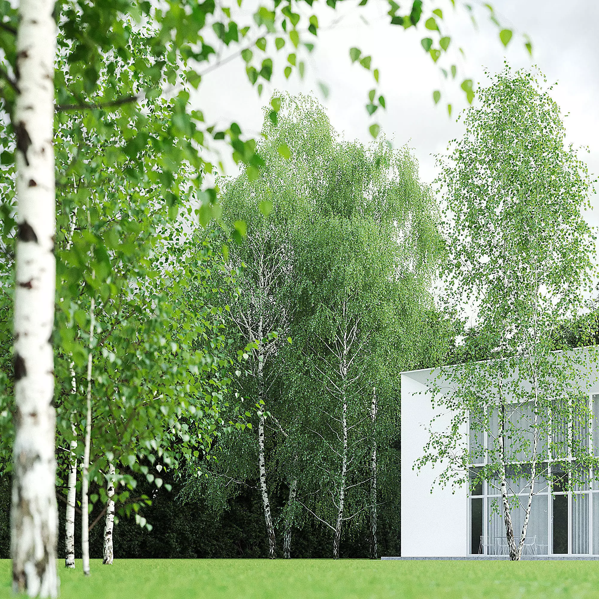 Betula Pendula 001-009 COLLECTION 3D model_0