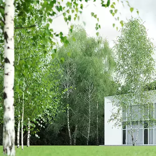 Betula Pendula 001-009 COLLECTION