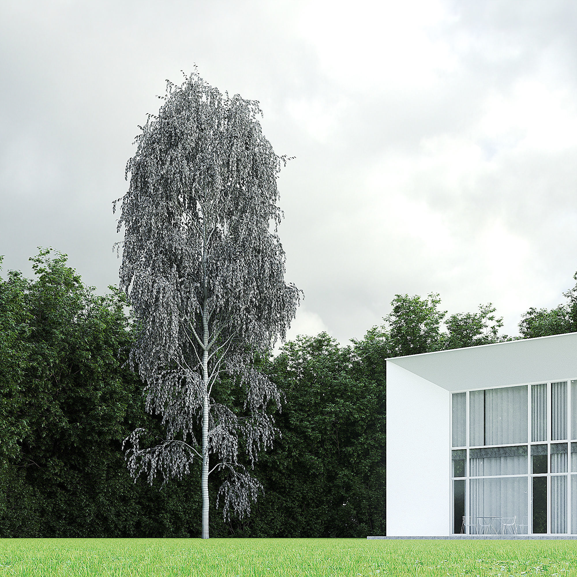 Betula Pendula 001-009 COLLECTION 3D model_24
