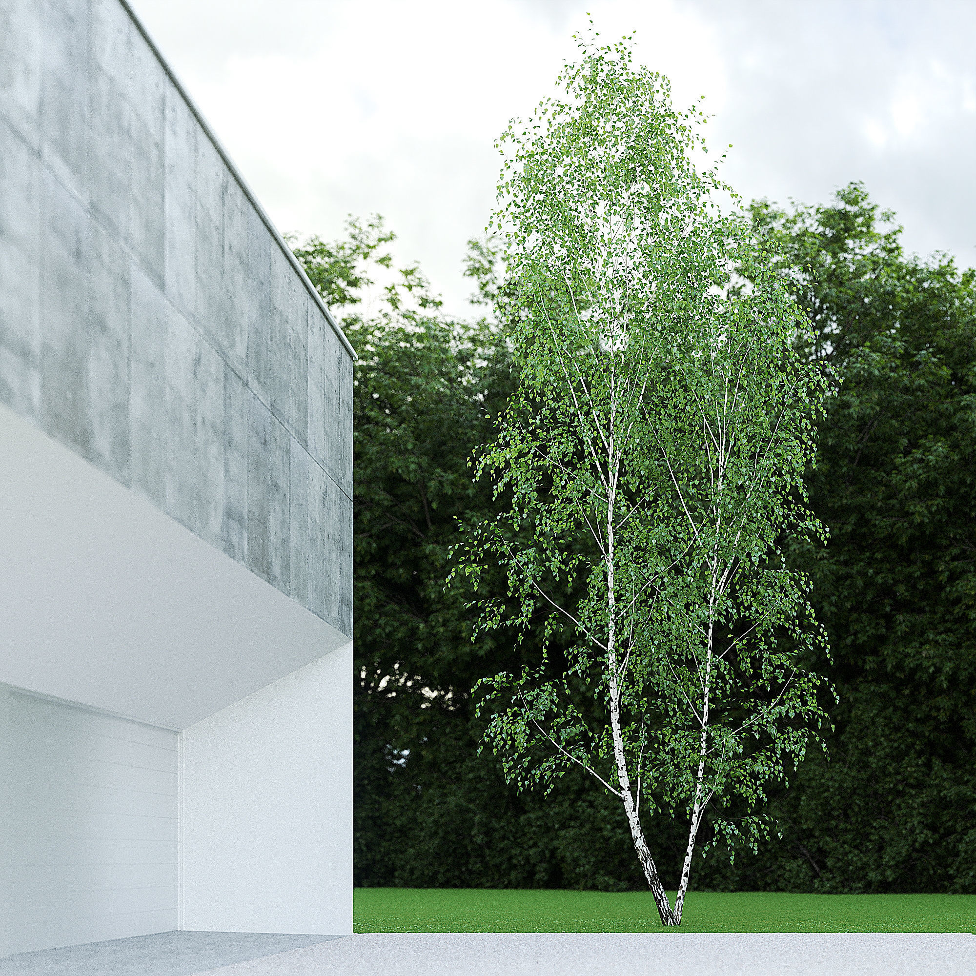 Betula Pendula 001-009 COLLECTION 3D model_14