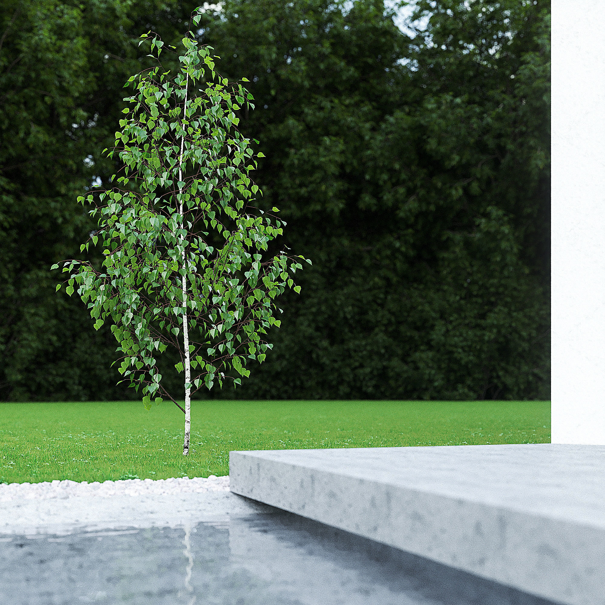 Betula Pendula 001-009 COLLECTION 3D model_2