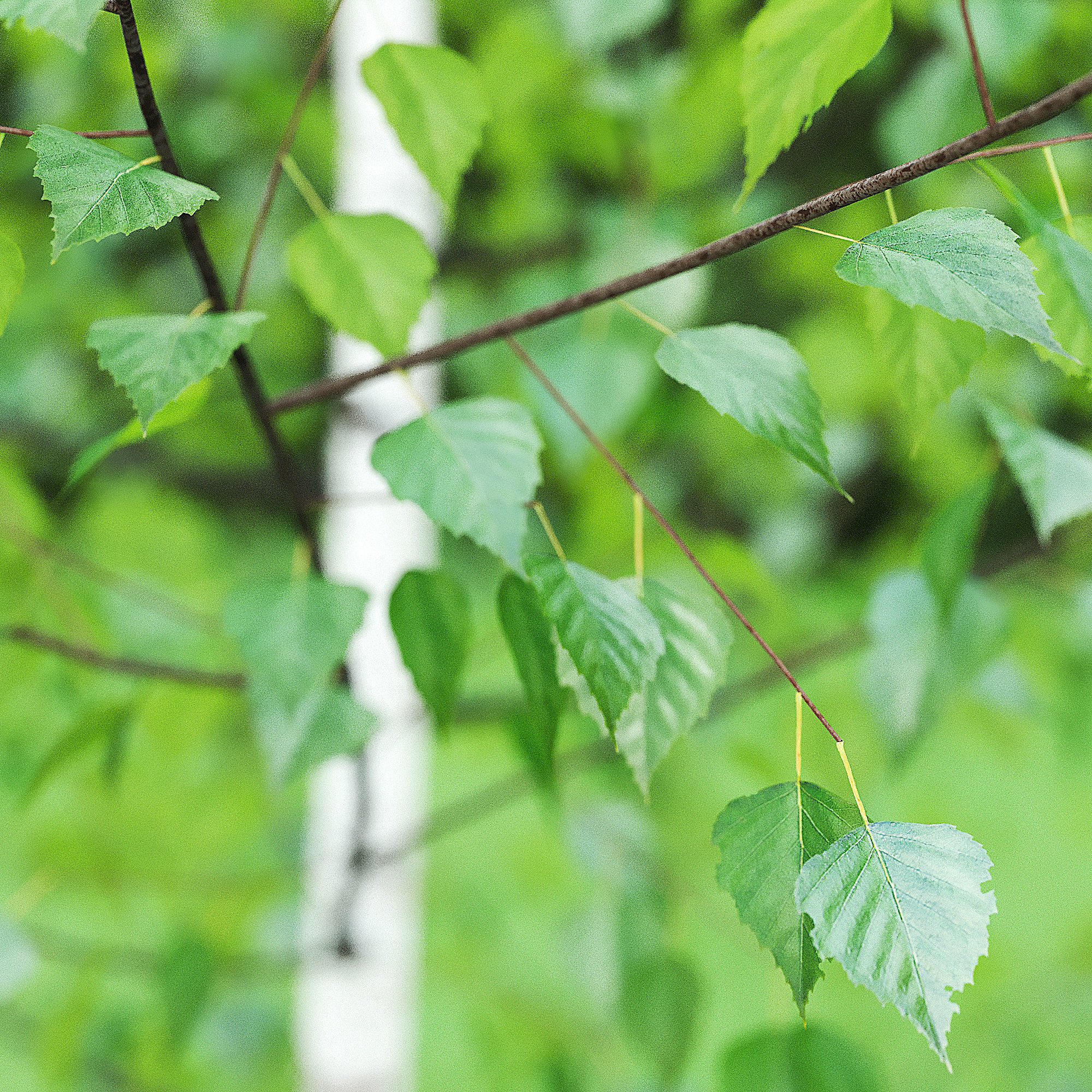 Betula Pendula 001-009 COLLECTION 3D model_29