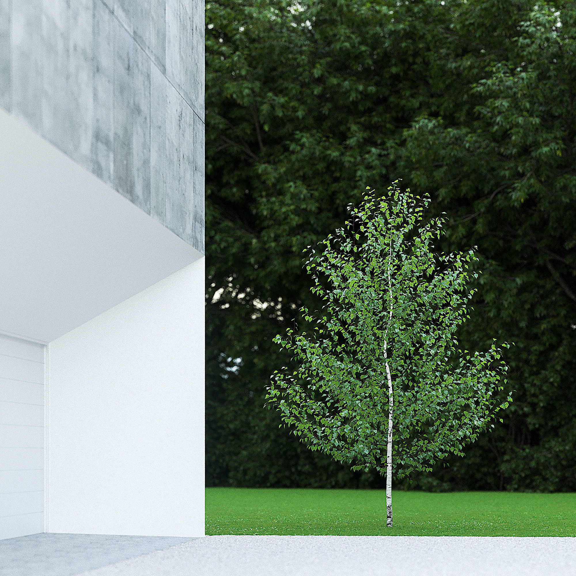 Betula Pendula 001-009 COLLECTION 3D model_5