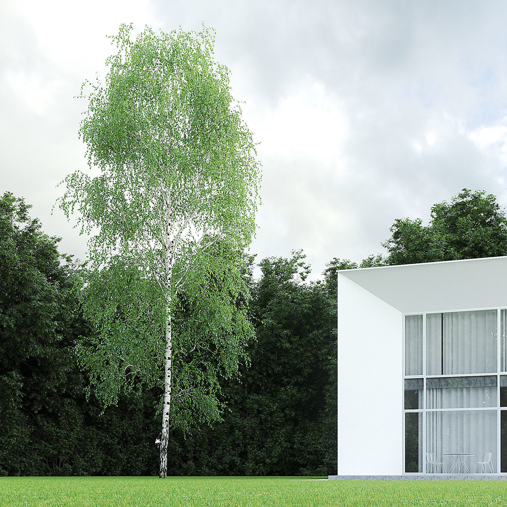 Betula Pendula 001-009 COLLECTION 3D model_20