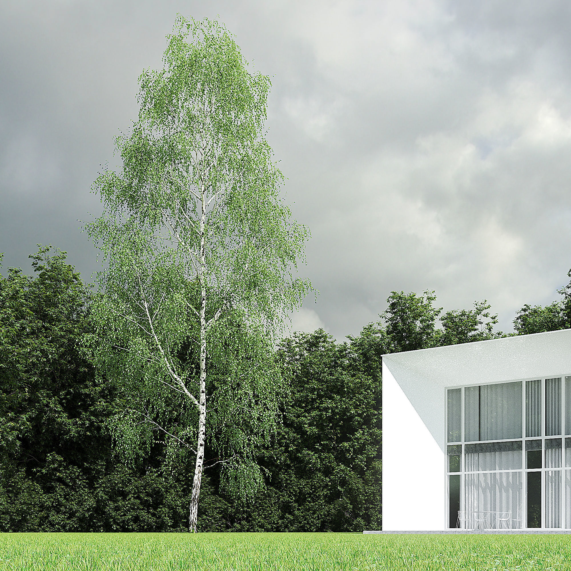 Betula Pendula 001-009 COLLECTION 3D model_28