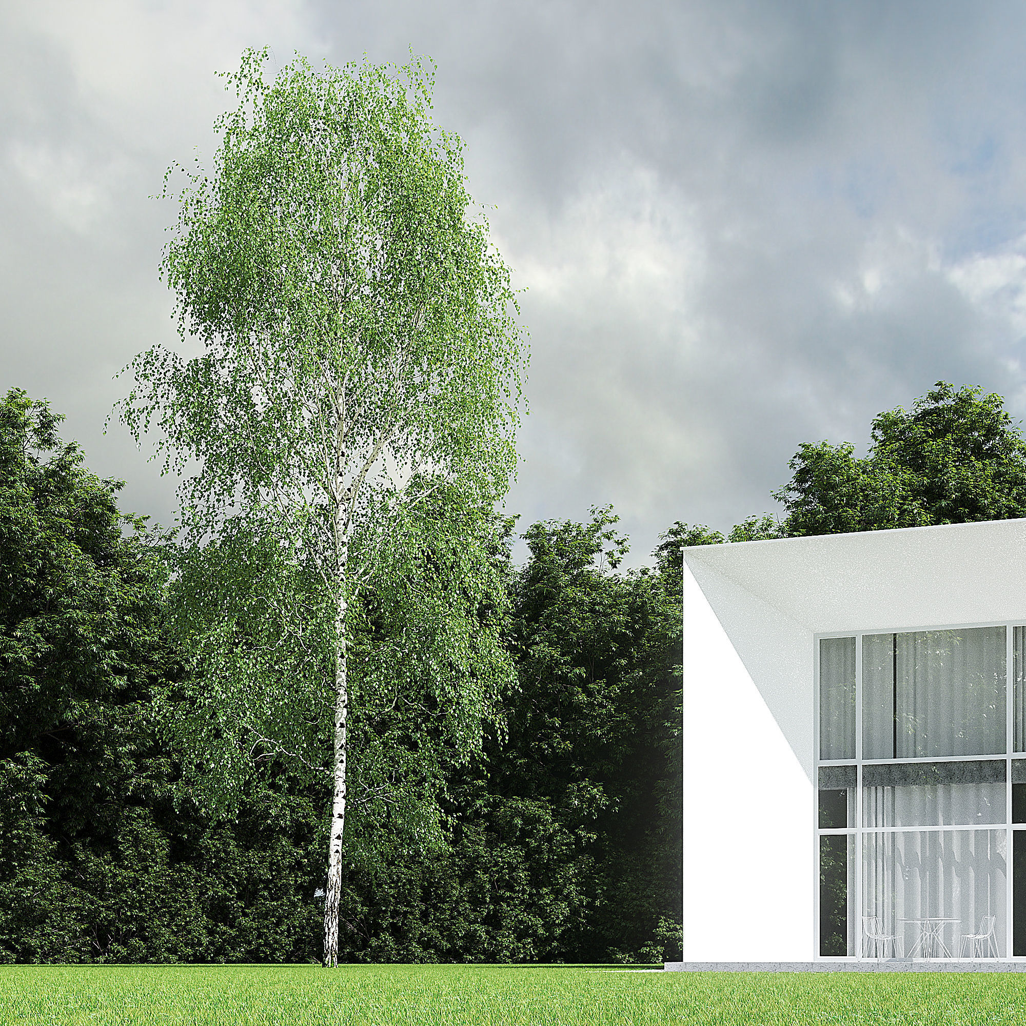 Betula Pendula 001-009 COLLECTION 3D model_22