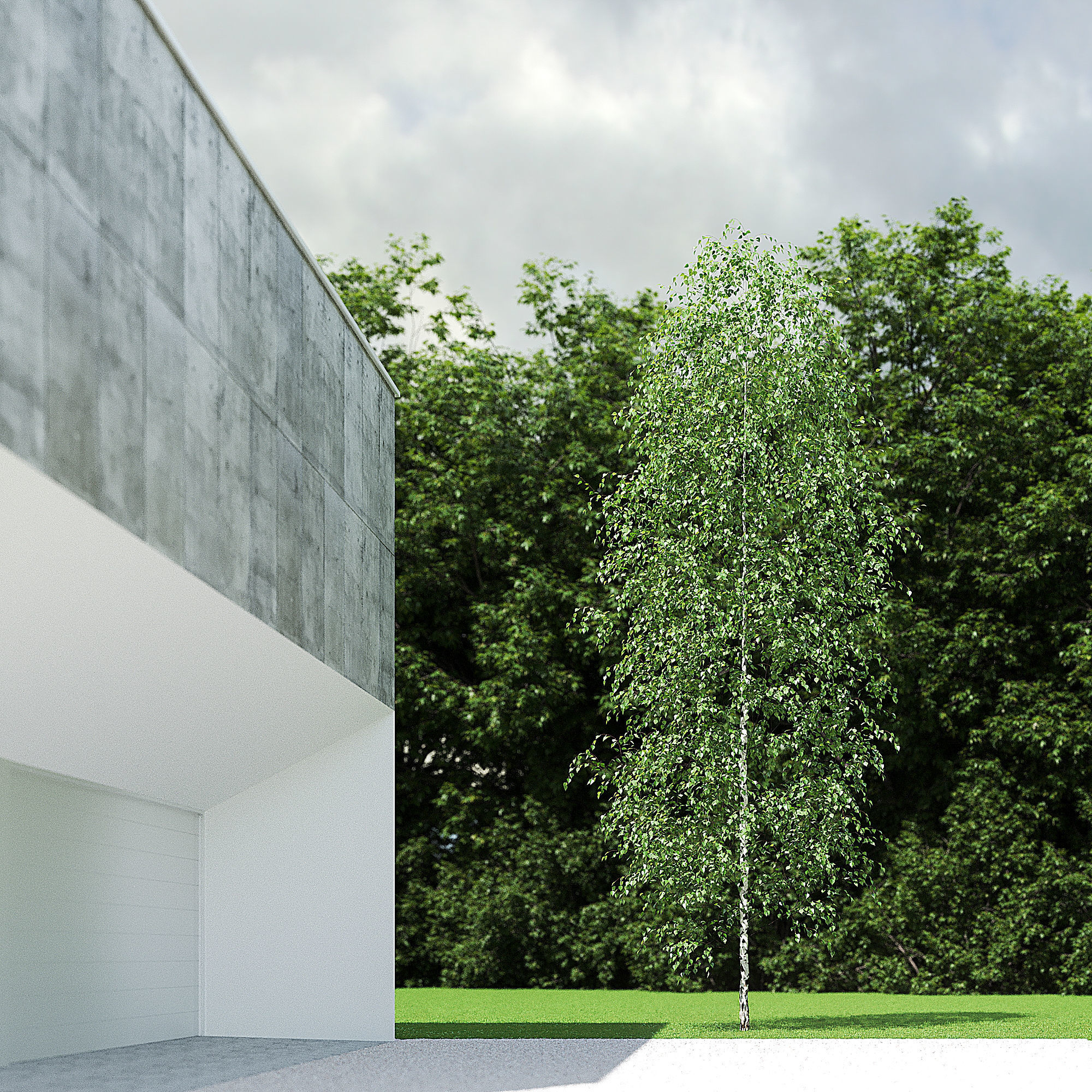 Betula Pendula 001-009 COLLECTION 3D model_13