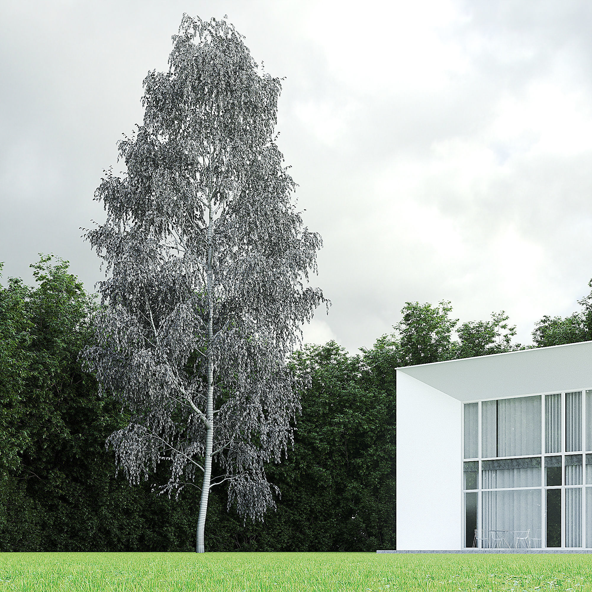 Betula Pendula 001-009 COLLECTION 3D model_27
