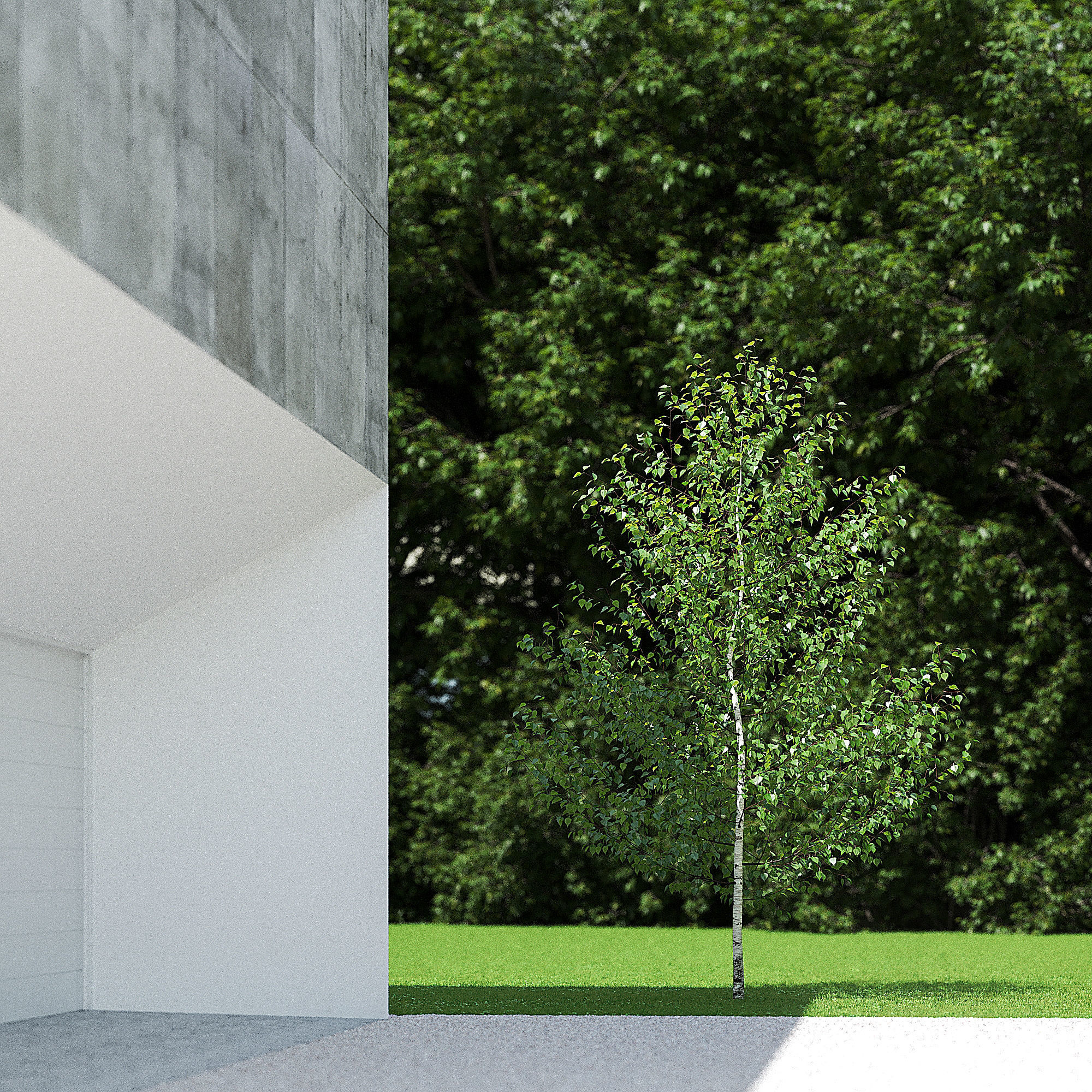 Betula Pendula 001-009 COLLECTION 3D model_7