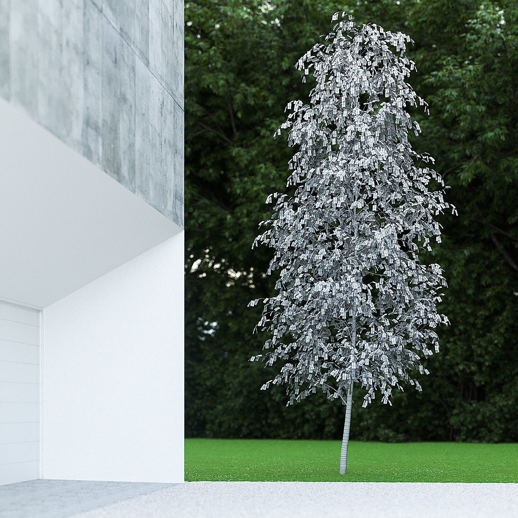 Betula Pendula 001-009 COLLECTION 3D model_9