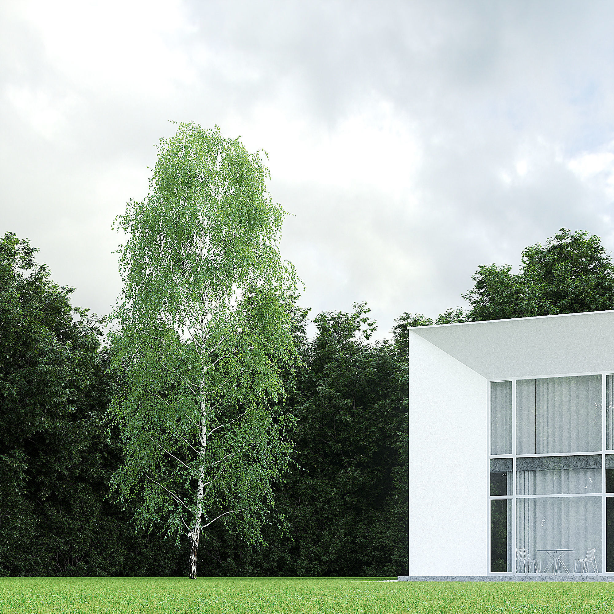 Betula Pendula 001-009 COLLECTION 3D model_17