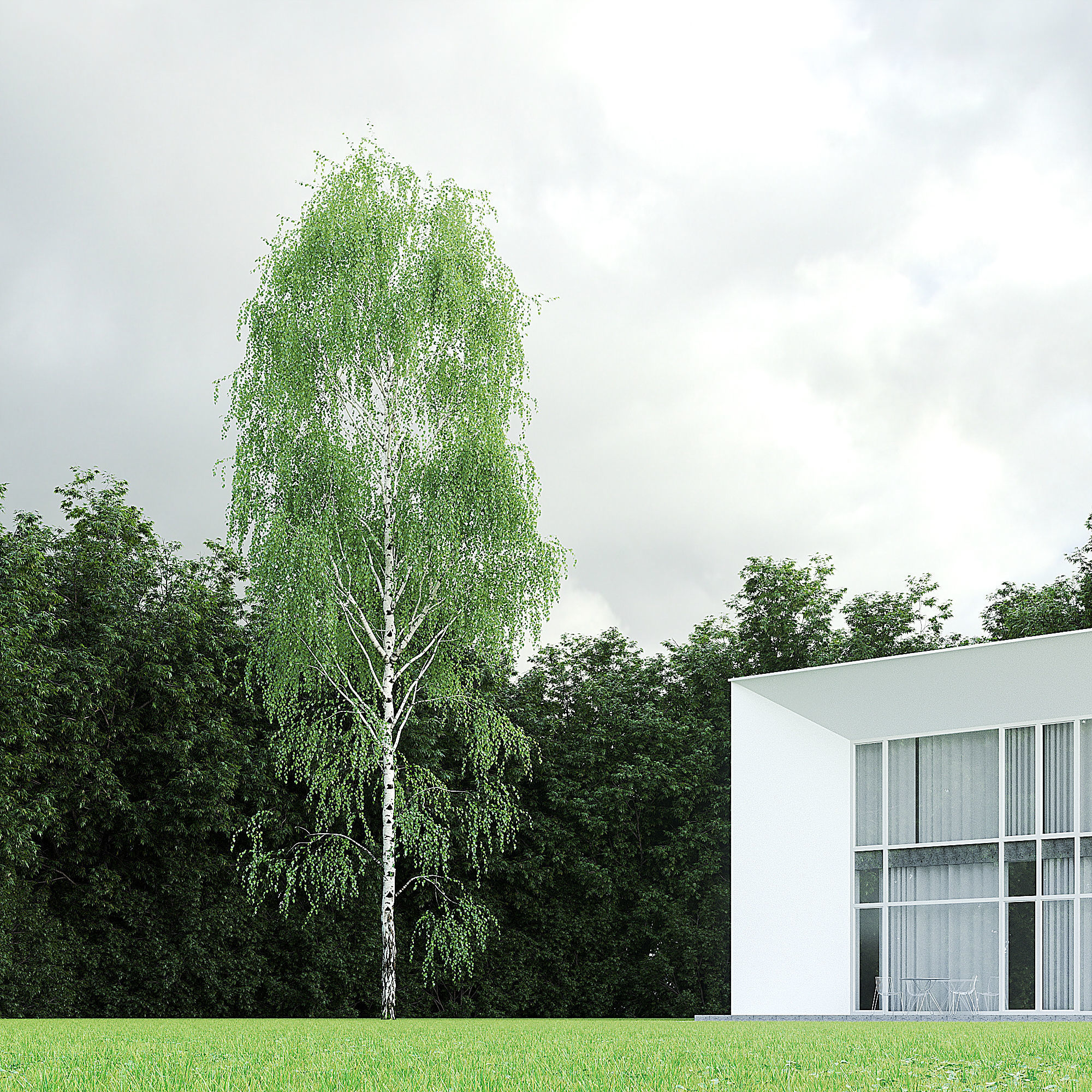 Betula Pendula 001-009 COLLECTION 3D model_23