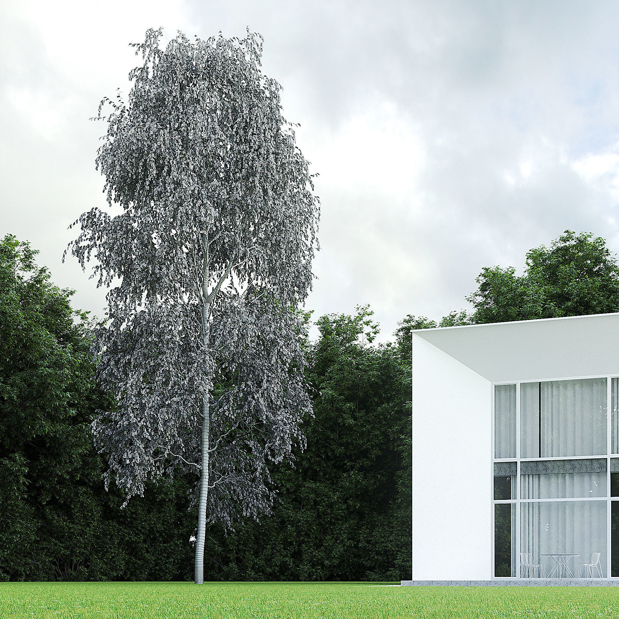 Betula Pendula 001-009 COLLECTION 3D model_21