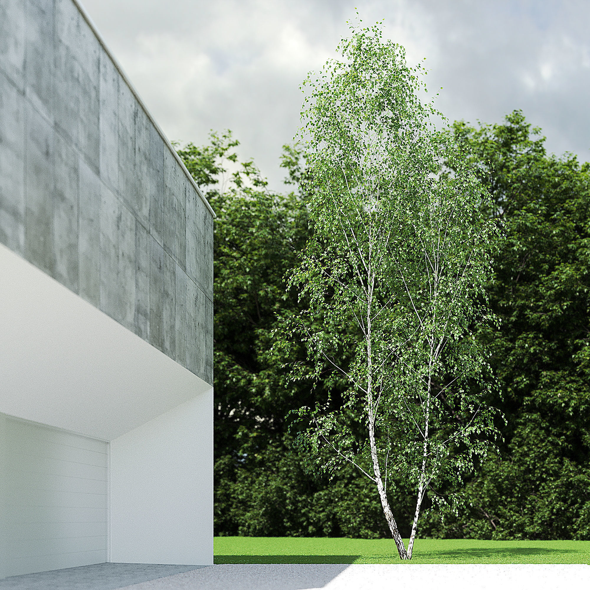 Betula Pendula 001-009 COLLECTION 3D model_16