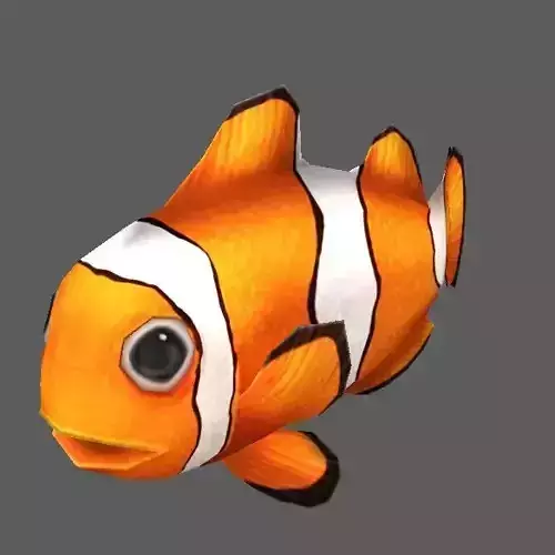 Clownfish clown fish