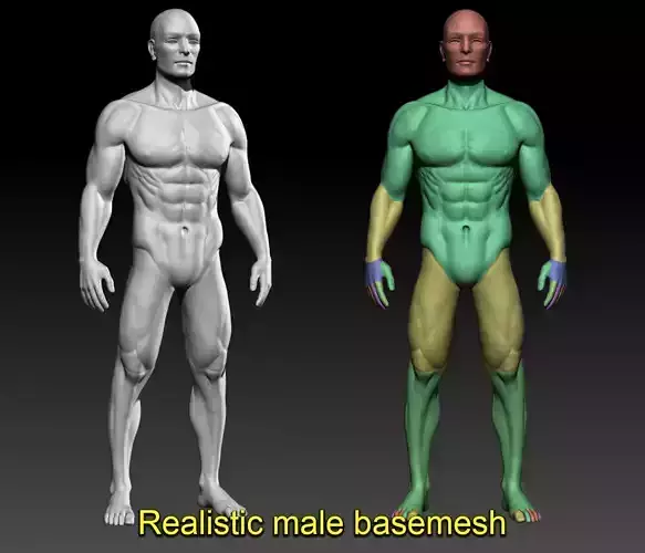 Realistic male basemesh
