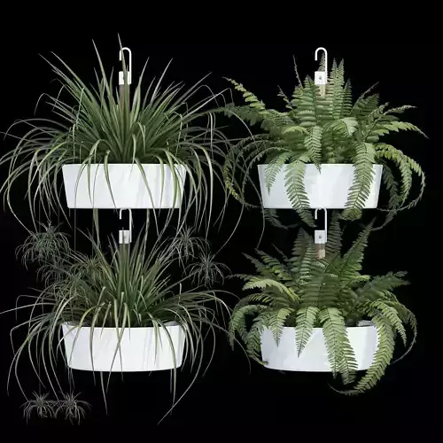 Bittergurka fern plants in hanging planter