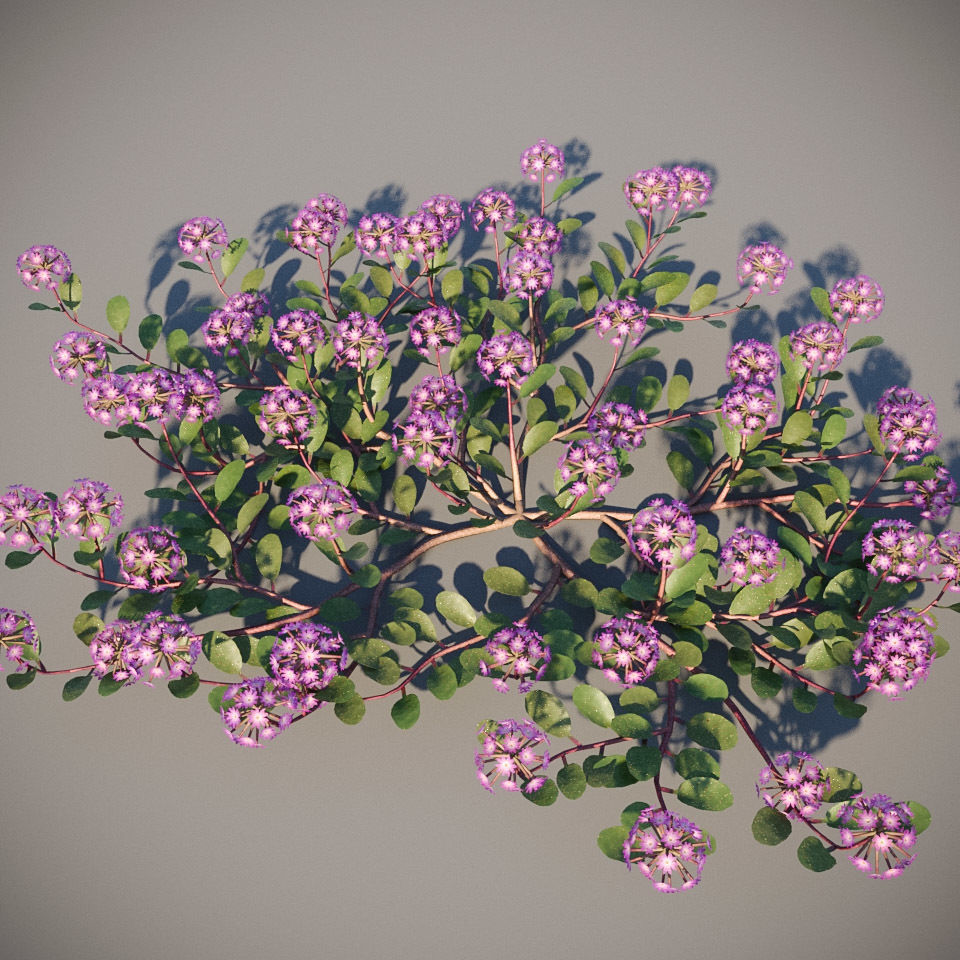 XfrogPlants Desert Sand Verbena - Abronia Villosa  3D model_2