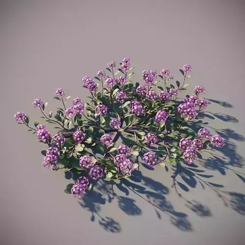 XfrogPlants Desert Sand Verbena - Abronia Villosa  3D model