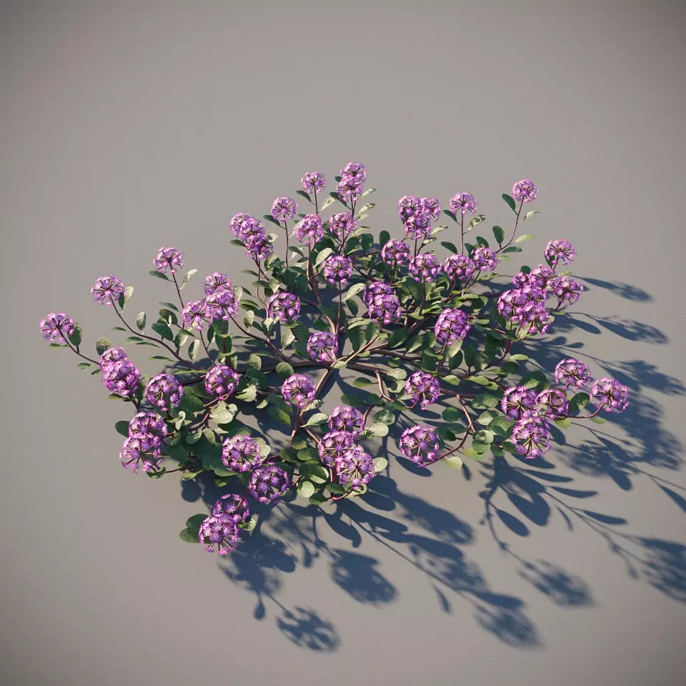 XfrogPlants Desert Sand Verbena - Abronia Villosa  3D model_0
