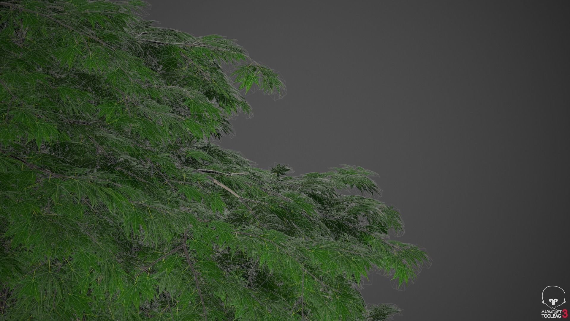 XfrogPlants Japanese Maple - Acer Palmatum  3D model_4