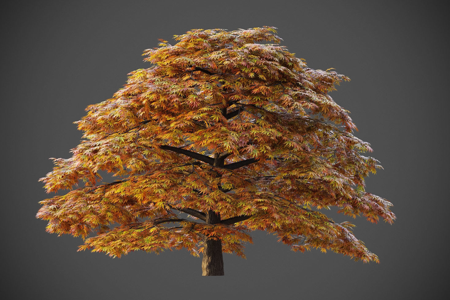 XfrogPlants Japanese Maple - Acer Palmatum  3D model_3