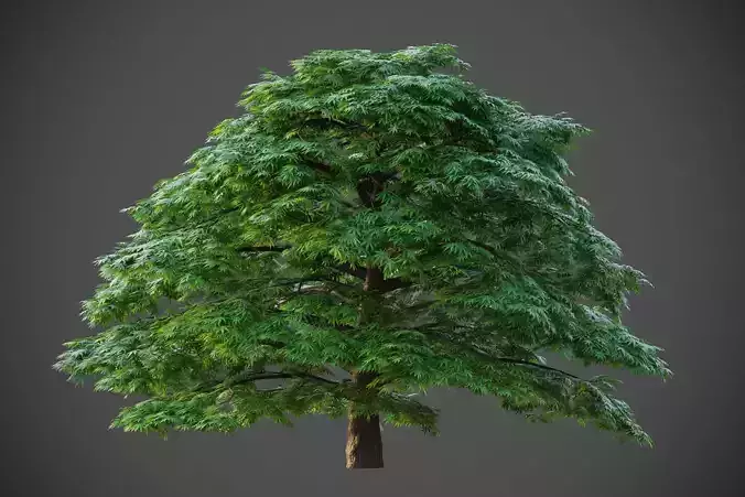 XfrogPlants Japanese Maple - Acer Palmatum  3D model