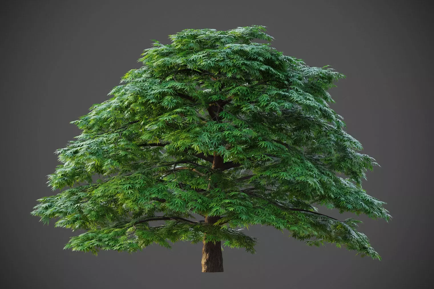 XfrogPlants Japanese Maple - Acer Palmatum  3D model_0