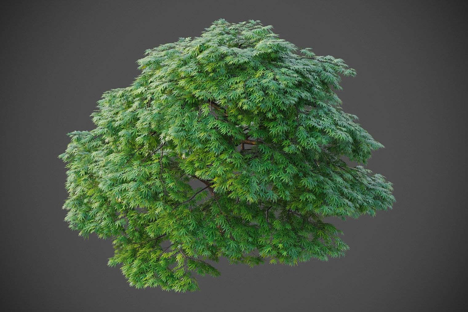 XfrogPlants Japanese Maple - Acer Palmatum  3D model_2