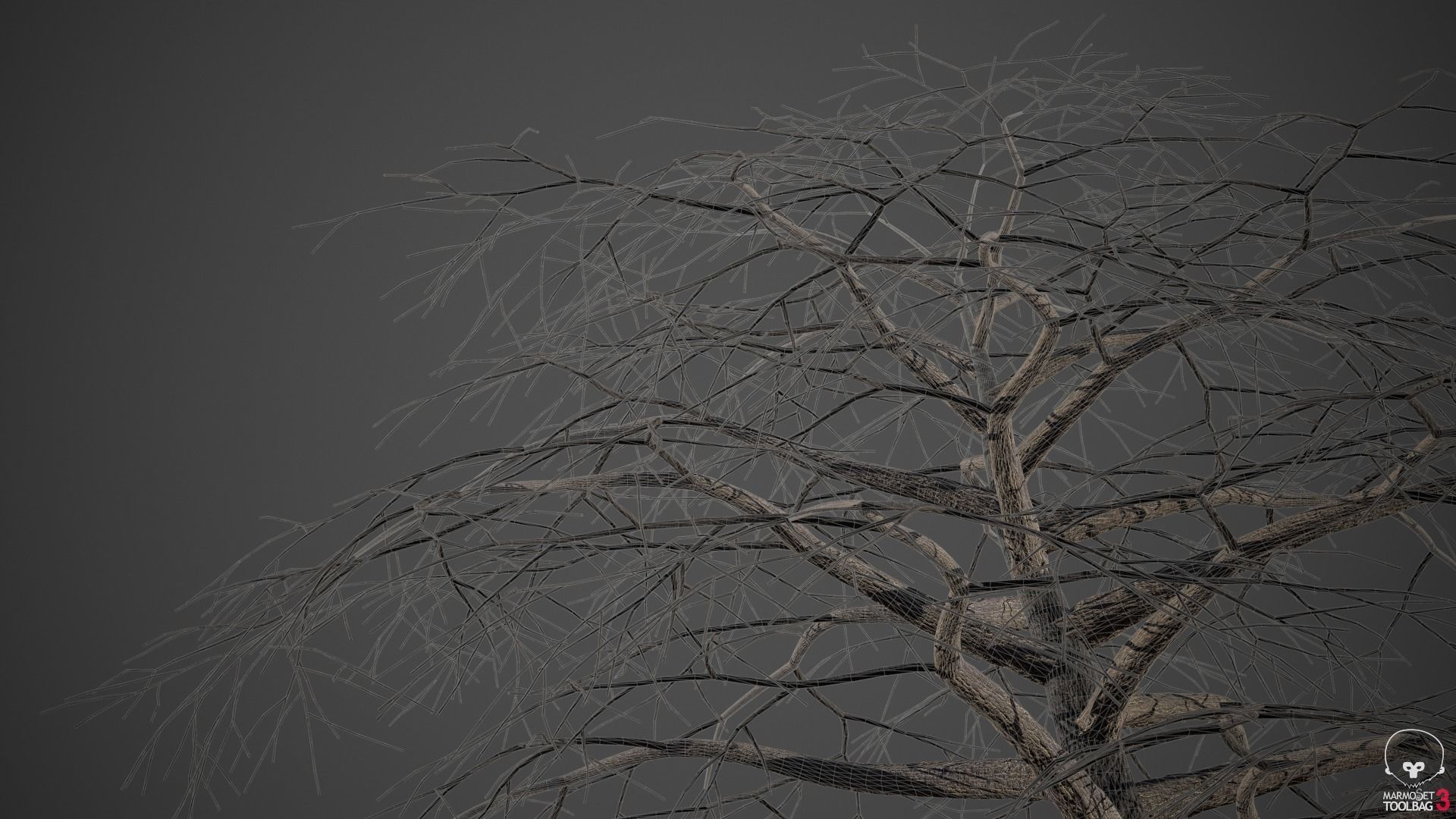 XfrogPlants Japanese Maple - Acer Palmatum  3D model_5