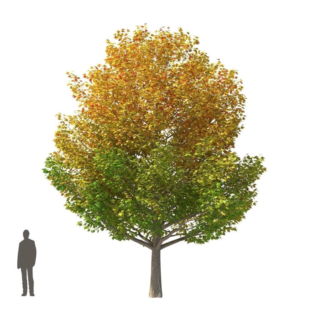 XfrogPlants Red Maple - Acer Rubrum  3D model_4