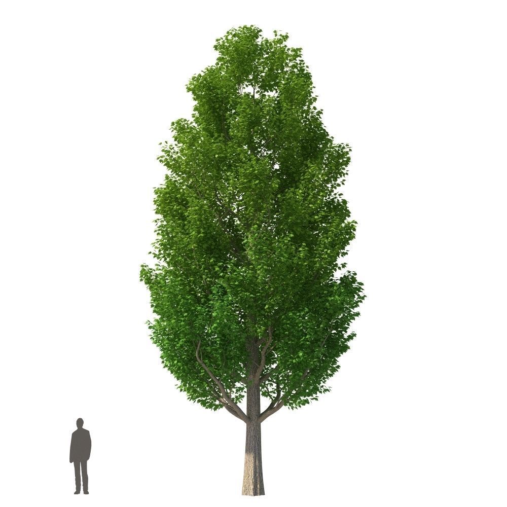 XfrogPlants Red Maple - Acer Rubrum  3D model_10