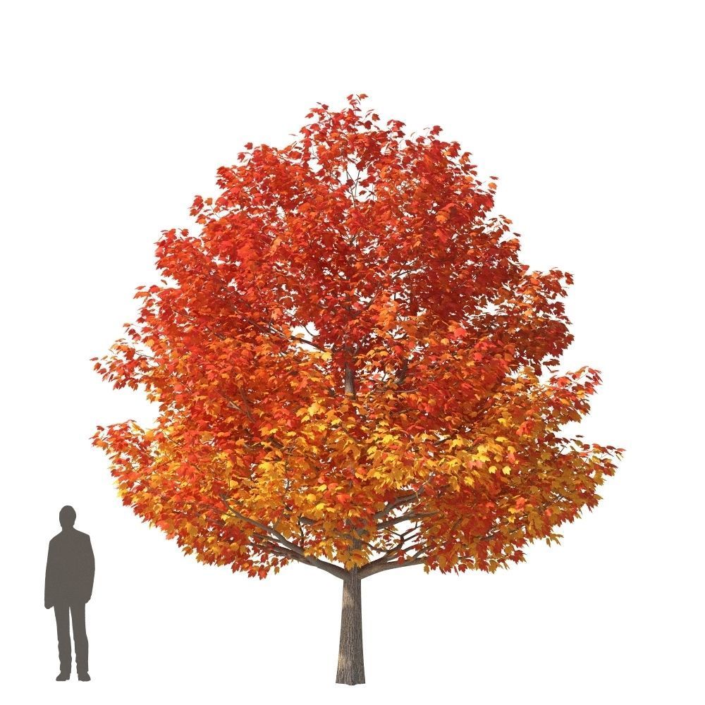 XfrogPlants Red Maple - Acer Rubrum  3D model_3