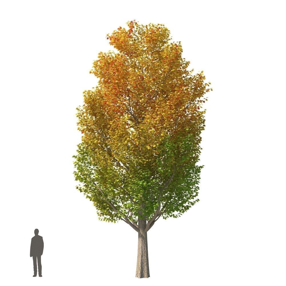 XfrogPlants Red Maple - Acer Rubrum  3D model_8