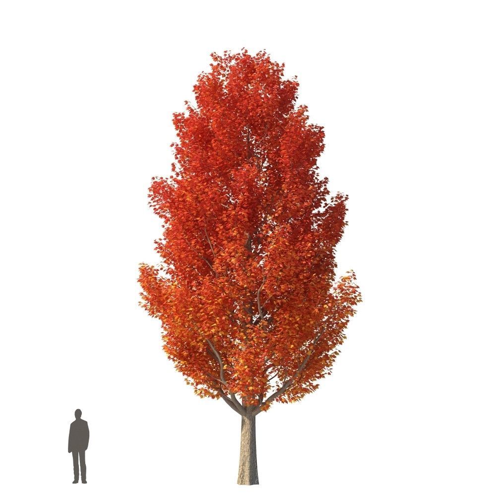 XfrogPlants Red Maple - Acer Rubrum  3D model_11