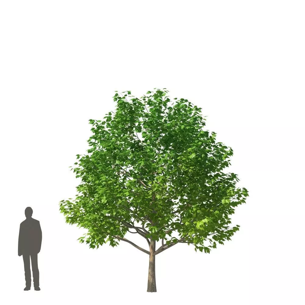 XfrogPlants Red Maple - Acer Rubrum  3D model_0