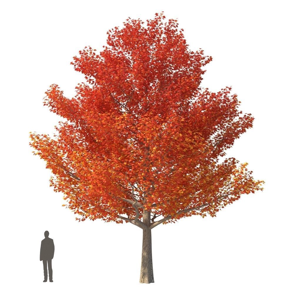 XfrogPlants Red Maple - Acer Rubrum  3D model_7