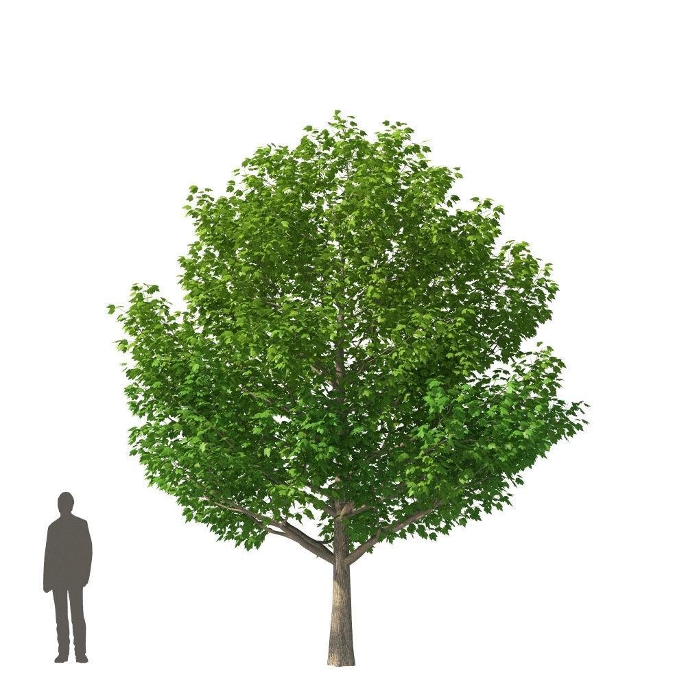 XfrogPlants Red Maple - Acer Rubrum  3D model_2