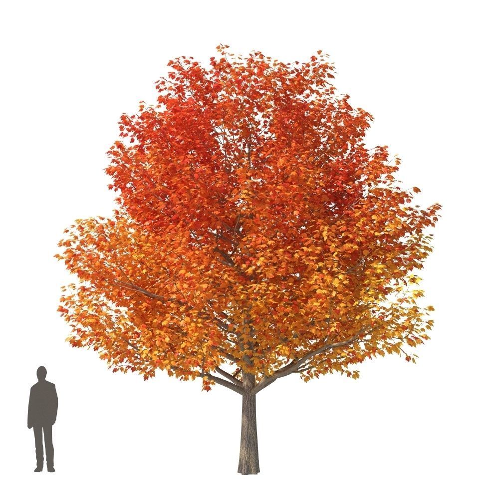 XfrogPlants Red Maple - Acer Rubrum  3D model_5