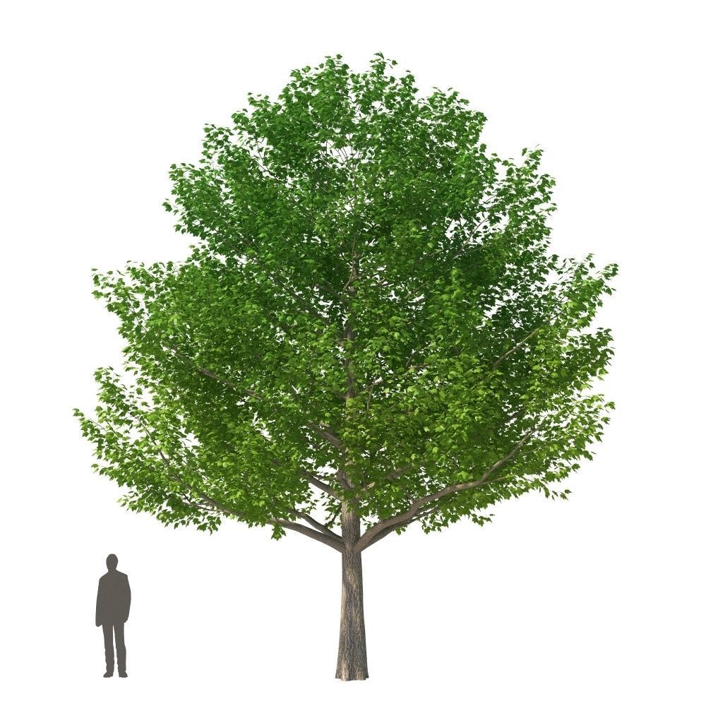 XfrogPlants Red Maple - Acer Rubrum  3D model_6