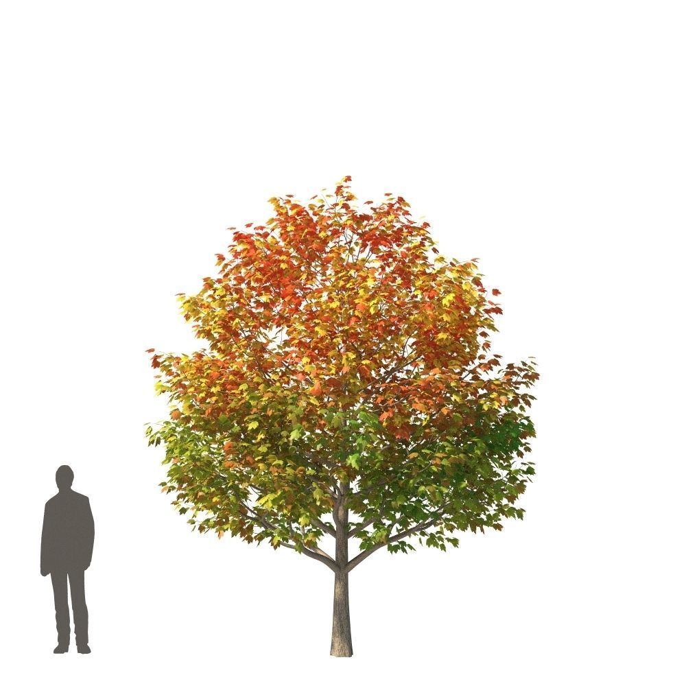 XfrogPlants Red Maple - Acer Rubrum  3D model_1