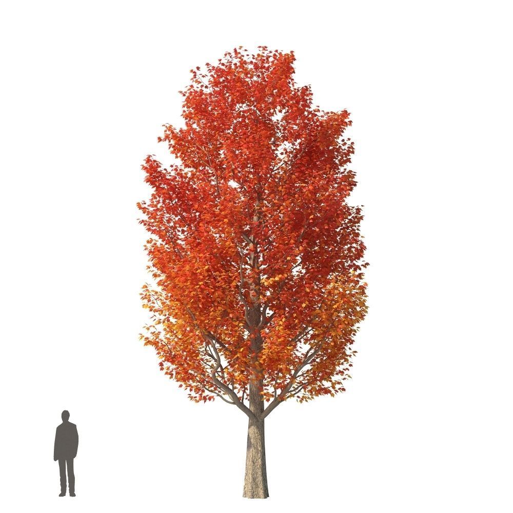 XfrogPlants Red Maple - Acer Rubrum  3D model_9
