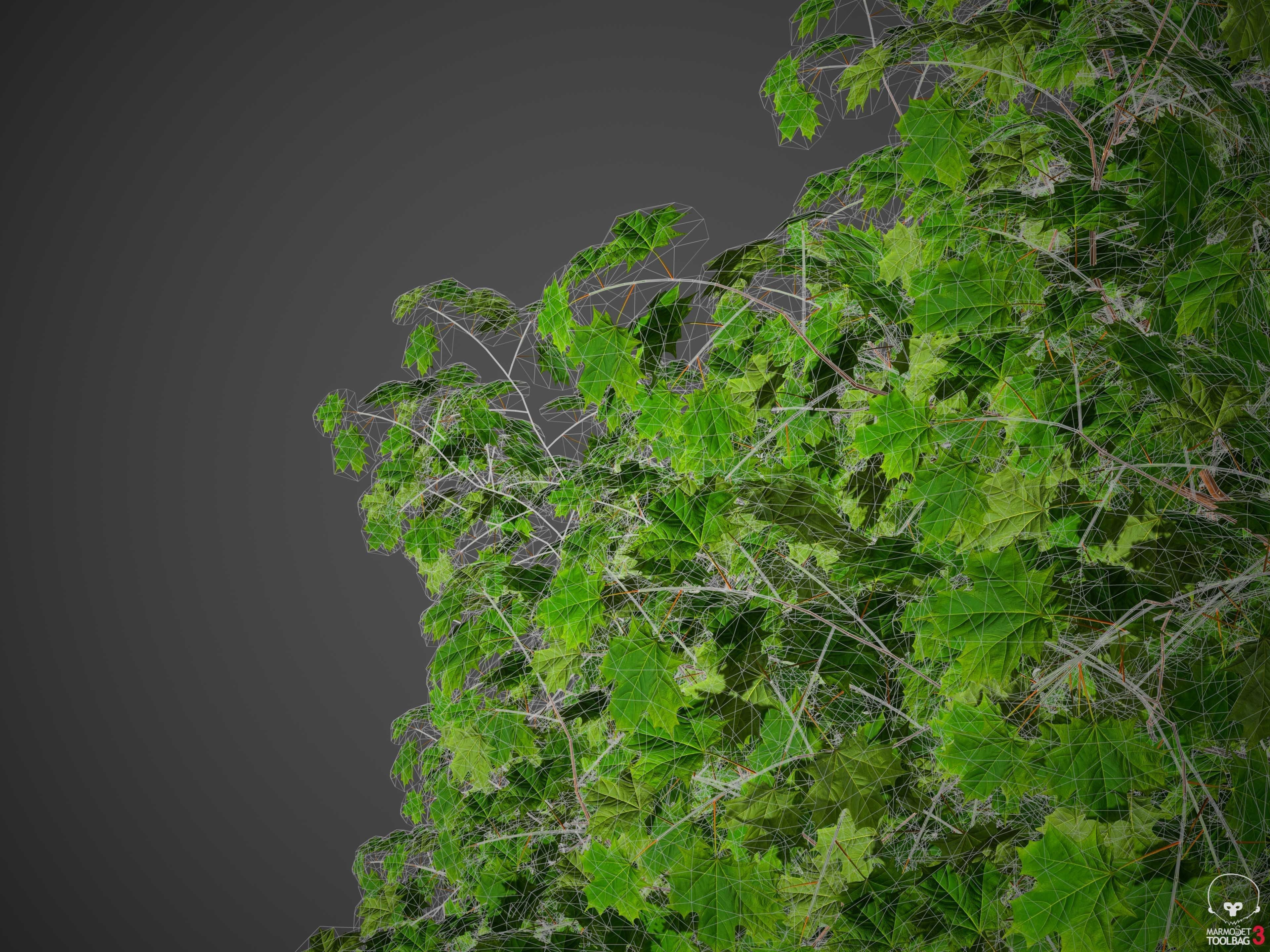 XfrogPlants Sugar Maple - Acer Saccharum  3D model_6