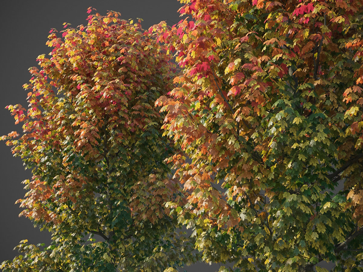 XfrogPlants Sugar Maple - Acer Saccharum  3D model_2